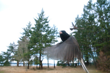 Junco  ~ Bird  picture from Cortes Island Canada.