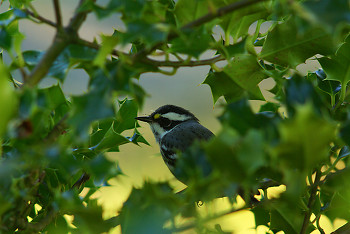 Kinglet ~ Bird  picture from Cortes Island Canada.