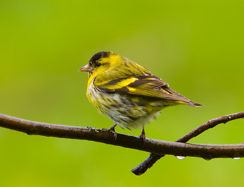 Eurasian Siskin ~ Bird  picture from Aillevillers France.