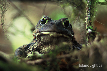 Western Toad ~ Toad picture from Bond Sound Canada.