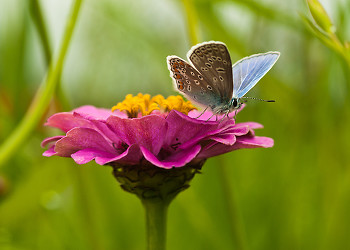 Prepare for Liftoff ~ Butterfly picture from  France.