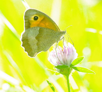 Butterfly on a Clover No. 2 ~ Butterfly picture from Aillevillers France.
