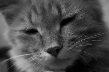 Kitty ~ Cat picture from Cortes Island Canada.