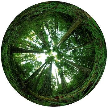 360 Degree Forest ~ Forest picture from Cathedral Grove Canada.