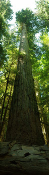 The Pillar of Cathedral Grove  ~ Old Growth Forest picture from Cathedral Grove Canada.