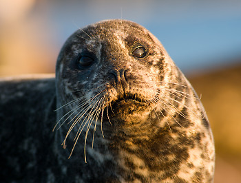 Portrait of a Mother Harbour Seal ~ Seal picture from Comox Canada.
