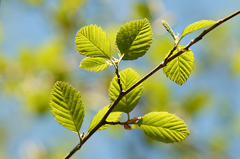 Alder Leaves II ~ Alder Tree picture from Cortes Island Canada.