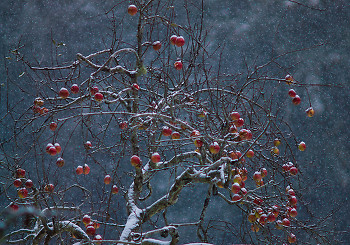Winter Apples ~ Apple Tree picture from Cortes Island Canada.