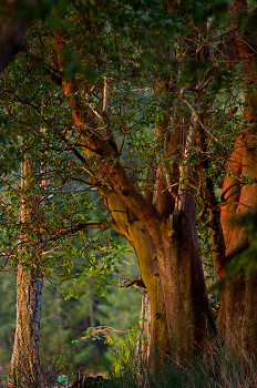 Arbutus Trunks at Mansosn Landing ~ Arbutus Tree picture from Cortes Island Canada.
