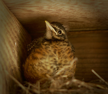Robin Chick ~ Baby Bird picture from Cortes Island Canada.