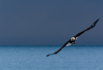 Bald Eagle in Flight ~ Bald Eagle picture from Cortes Island Canada.