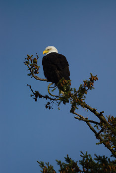 Haliaeetus leucocephalus ~ Bald Eagle picture from Cortes Island Canada.