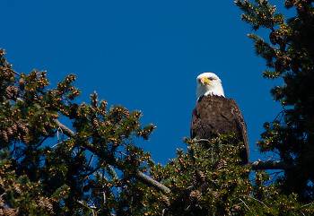 Haliaeetus leucocephalus Portrait ~ Bald Eagle picture from Cortes Island Canada.