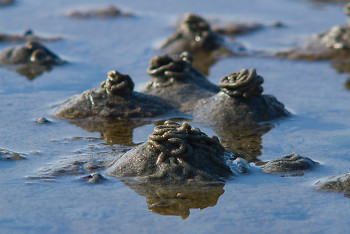 Sand Worm Castings ??? ~ Beach picture from Cortes Island Canada.