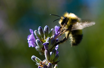 Bee Here Now ~ Bee picture from Cortes Island Canada.