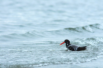 Bathing Oystercatcher ~ bird bathing picture from Cortes Island Canada.