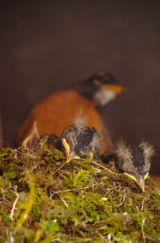 Sleeping Baby Robins ~ Bird  picture from Cortes Island Canada.