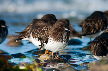 Black Turnstone Portrait ~ Black Turnestone picture from Cortes Island Canada.