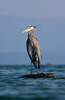 Great Blue Heron ~ Blue Heron picture from Cortes Island Canada.