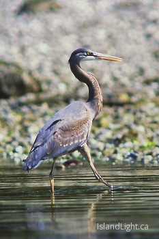 Great Blue Heron ~ Blue Heron picture from Cortes Island Canada.