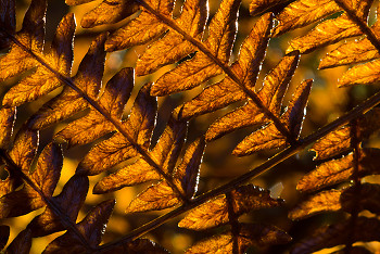 Autumn Bracken Fern  ~ Bracken picture from Cortes Island Canada.