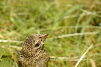 Molothrus ater ~ Cowbird picture from Cortes Island Canada.