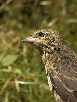 Brown Headed Cowbird ~ Cowbird picture from Cortes Island Canada.