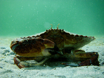 Crab ~ Crab picture from Cortes Island Canada.
