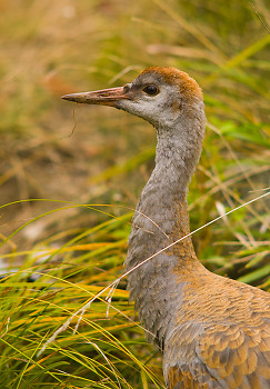 Sandhill Crane ~ Crane picture from Cortes Island Canada.