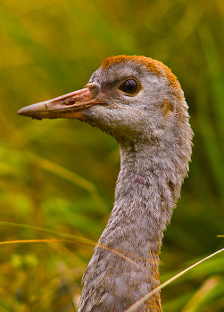 Sandhill Crane Portrait ~ Crane picture from Cortes Island Canada.