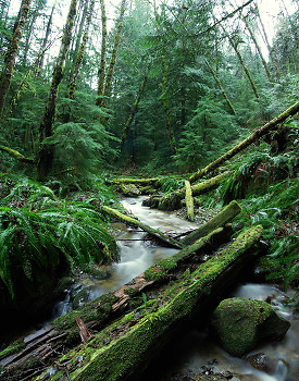 Rain Forest ~ Creek picture from Cortes Island Canada.