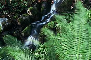 Stream ~ Creek picture from Cortes Island Canada.