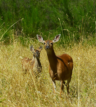 Blacktail Deer Family ~ Deer Family picture from Cortes Island Canada.