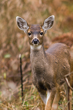 Young Odocoileus Hemionus Columbianus ~ Deer picture from Cortes Island Canada.