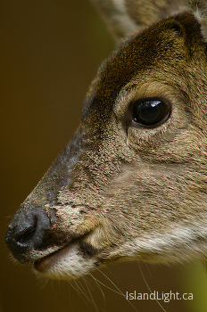 Black-tailed Deer in profile  ~ Deer picture from Cortes Island Canada.