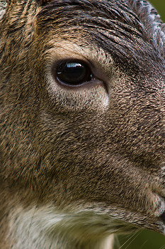 Deer Eye ~ Deer picture from Cortes Island Canada.