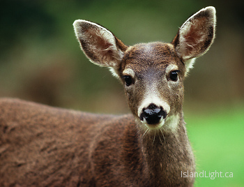 Hi! ~ Deer picture from Cortes Island Canada.