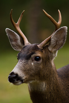 Blacktail Deer ~ Deer picture from Cortes Island Canada.