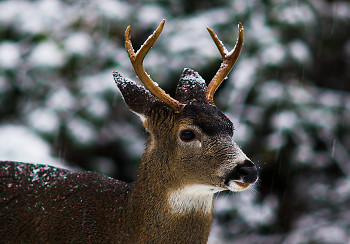 Blacktail Deer ~ Deer picture from Cortes Island Canada.