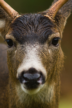 Black Tailed Deer ~ Deer picture from Cortes Island Canada.