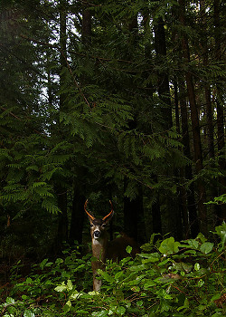 Buck in the Bushes ~ Deer picture from Cortes Island Canada.