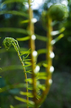 Foreground:Background ~ Fern picture from Cortes Island Canada.