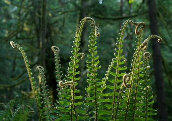 Fern Council #2 ~ Fern picture from Cortes Island Canada.