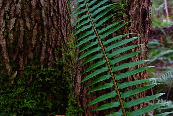 Fern + Tree ~ Fern picture from Cortes Island Canada.