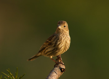 Carpodacus Mexicanus ~ Finch picture from Cortes Island Canada.