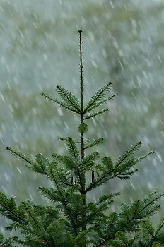 Young Grand Fir tree in Falling Snow ~ Fir Tree picture from Cortes Island Canada.
