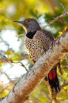 Slightly Out Of Focus Flicker Photo ~ Flicker picture from Cortes Island Canada.