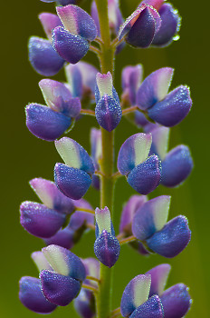lupines Flowers ~ Flower picture from Cortes Island Canada.
