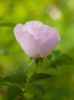 Pink Garden Rose ~ Flower picture from Cortes Island France.