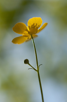 Buttercup ~ Flower picture from Cortes Island Canada.